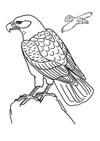 Сокол раскраска для детей