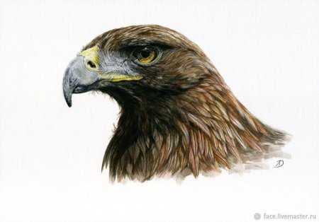 Орел акварель
