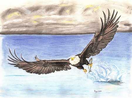 Орлан нарисовать