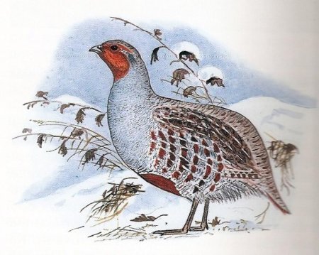 Белая куропатка серая куропатка рябчик