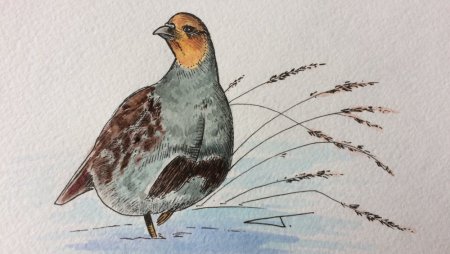 Серая куропатка карандашом