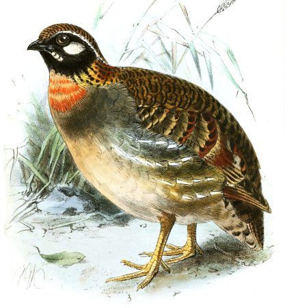 Кустарниковые куропатки