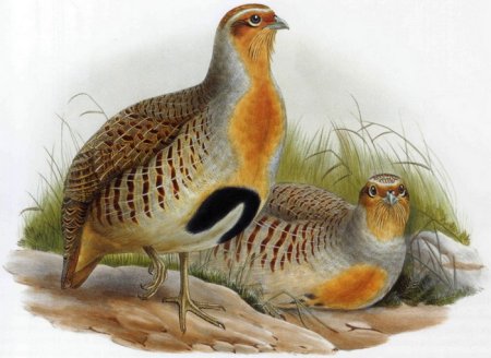 Тундряная куропатка