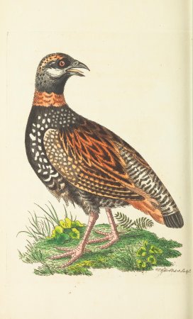 Белая куропатка разукрашка