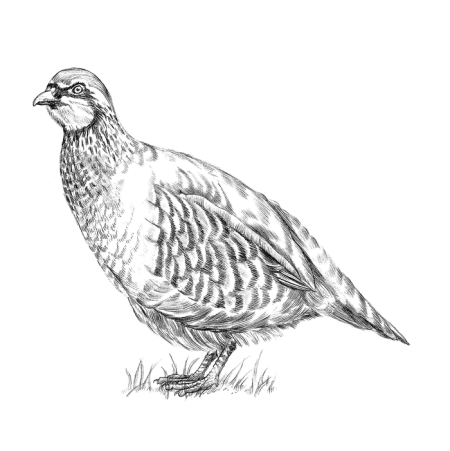 Серая куропатка на белом фоне