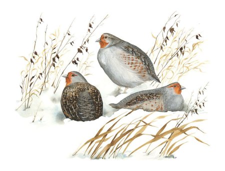 Куропатка мультяшная