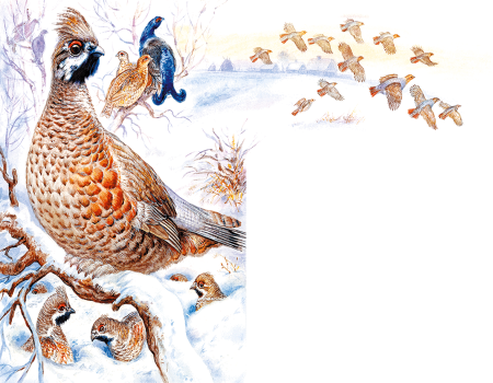 Куропатка для детей