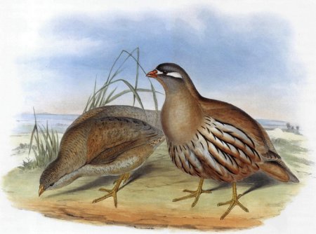 Михаил пришвин птицы под снегом