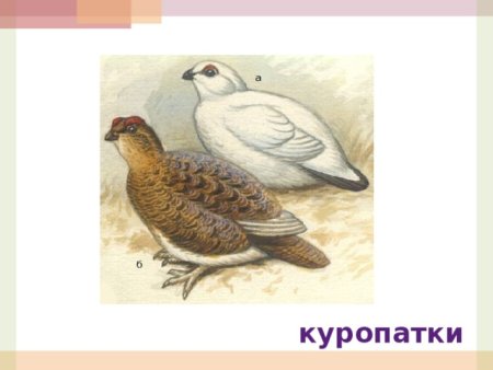 Курообразные птицы Азии