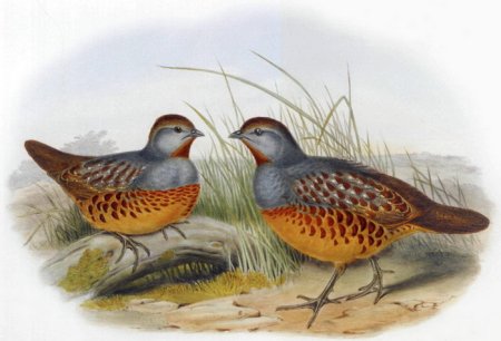 Белая куропатка