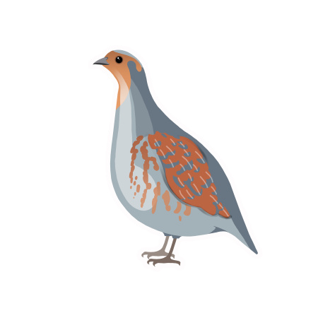 Полярная куропатка рисунок