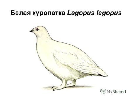 Куропатка Курск