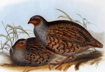 Куропатка и перепел
