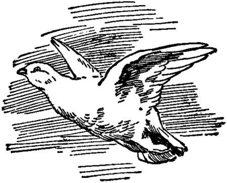 Среднерусская белая куропатка