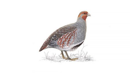 Мишень рябчик а4