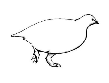 Водоплавающая куропатка