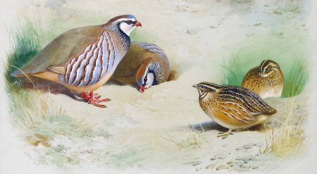 Куропатка, фазан, Турач