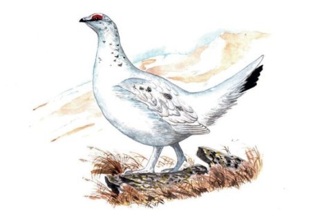 Белая куропатка раскраска