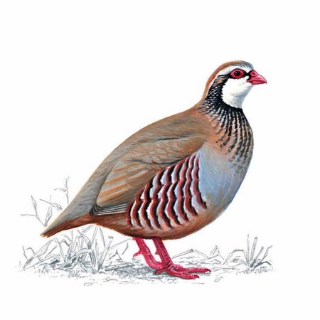 Птица перепела куропатка