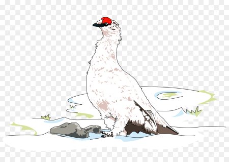 Тундряная куропатка на белом фоне