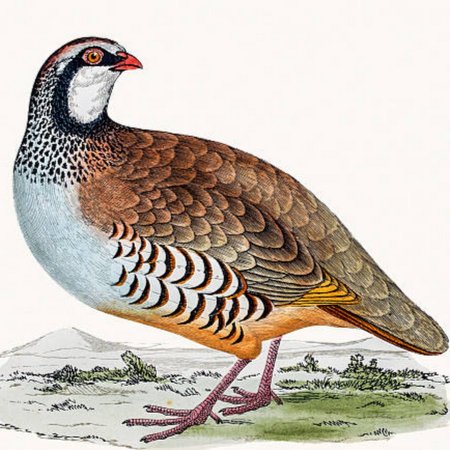 Тундряная куропатка