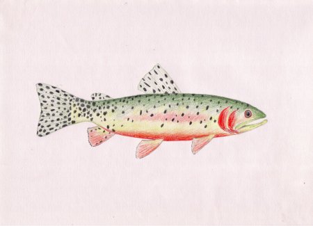 Oncorhynchus clarki