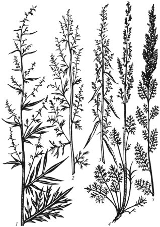 Полынь Каспийская Artemisia caspica