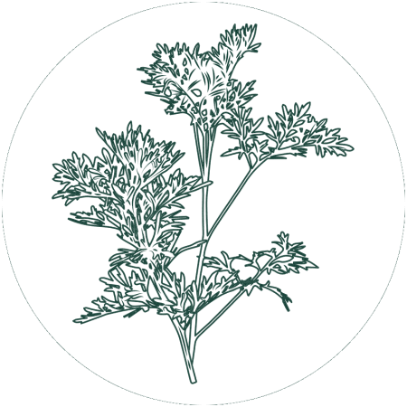 Полынь обыкновенная Artemisia vulgaris l.