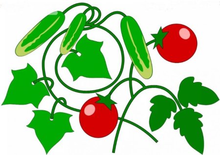 Помидоры и огурцы для аппликации