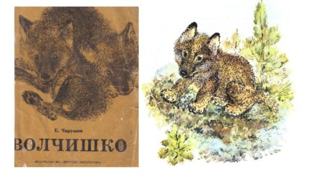 Чарушкин Евгений Волчонок