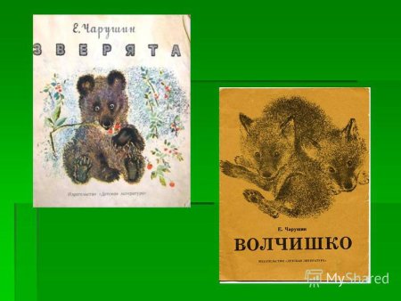Волчишко Чарушин рисунок
