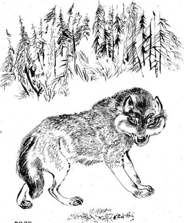 Рисунки Чарушина карандашом
