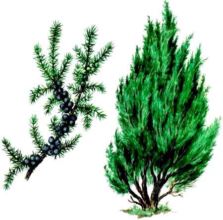 Кипарис можжевельник гибрид