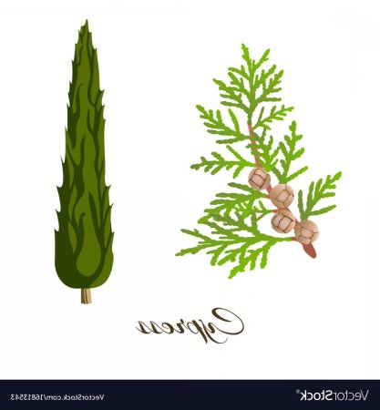 Стилизованный Кипарис