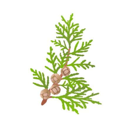 Ветки туи вектор