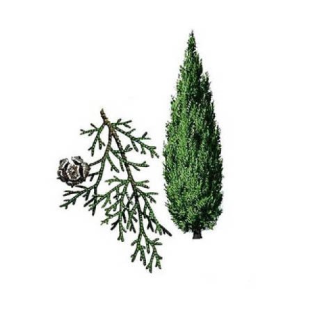 Туя Западная Ботаническая зарисовка