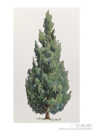 Кипарис антураж