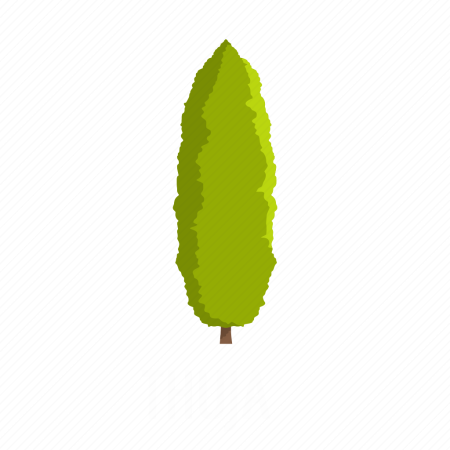 Кипарис вектор