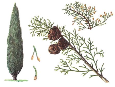 Кипарис вечнозеленый ареал