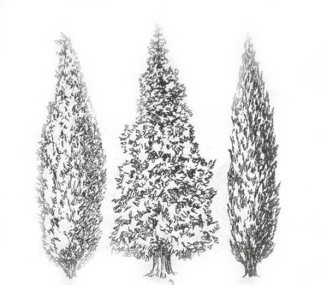 Кипарис контур дерева