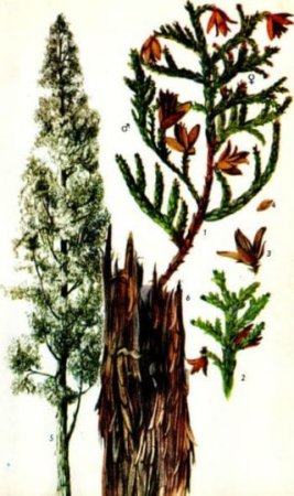 Туя рисунок карандашом