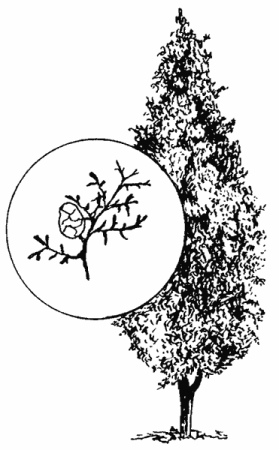 Раскраска туя дерево