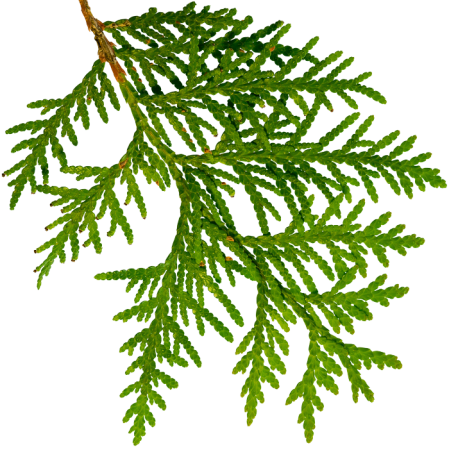 Можжевельник карандашом