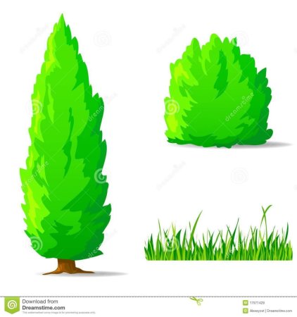 Можжевельник раскраска для детей