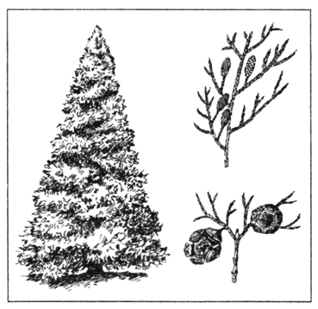 Группа из хвойных растений