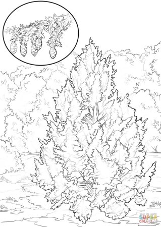 Туя вектор чб