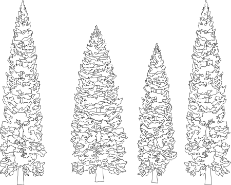 Можжевельник казацкий эскиз