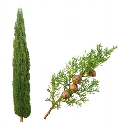 Кипарис ветка