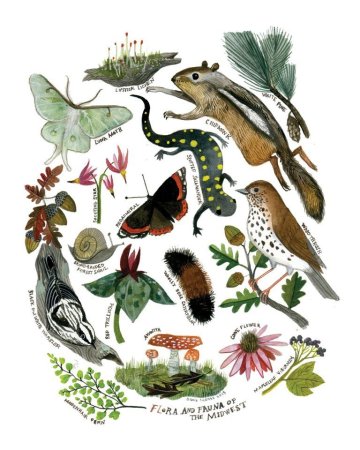 Жители леса