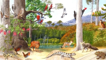 Фауна рисунок